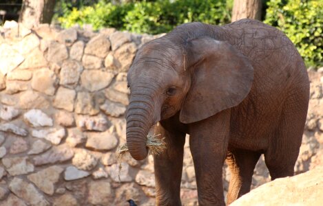 Safari africa trunk