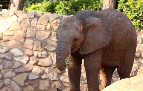 Safari africa trunk photo