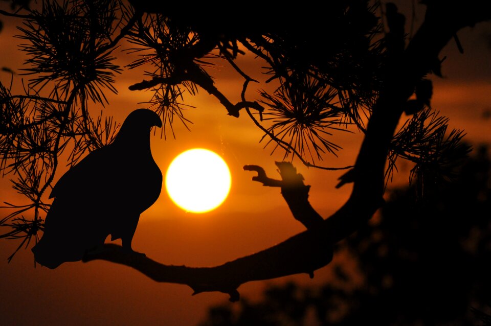 Shadow orange evening