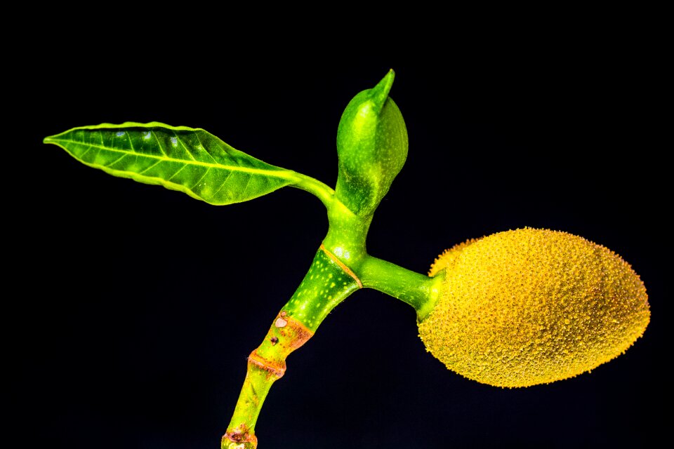 Exotic tropical green