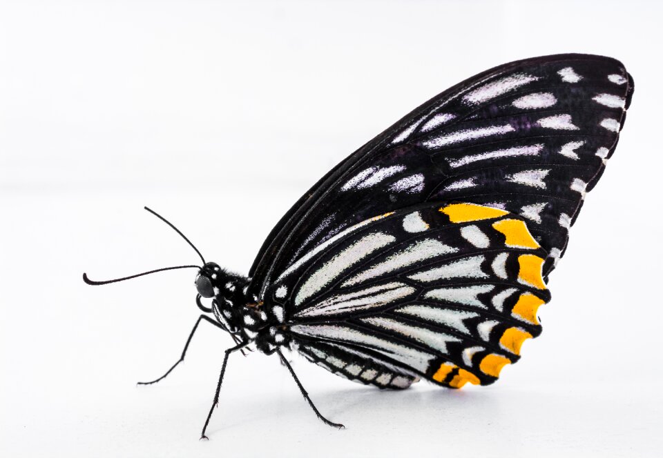 Butterfly insect Free photos
