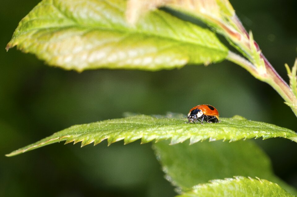 Ladybug beetle macro