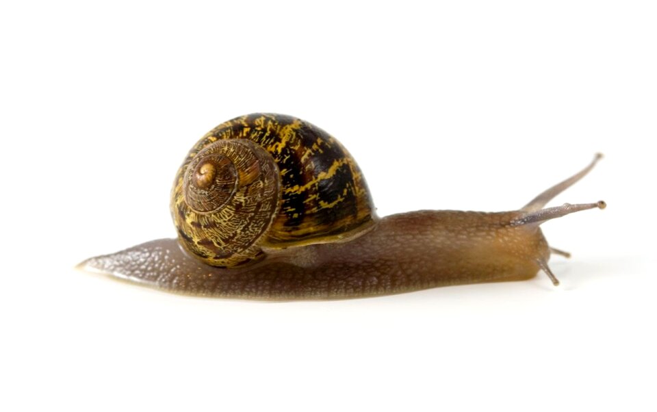 Shell animal spiral