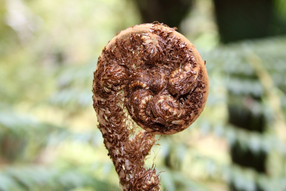 Flora foliage macro
