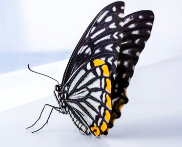 Butterfly insect Free photos