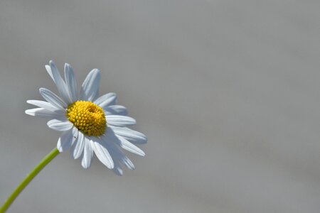Macro yellow daisy