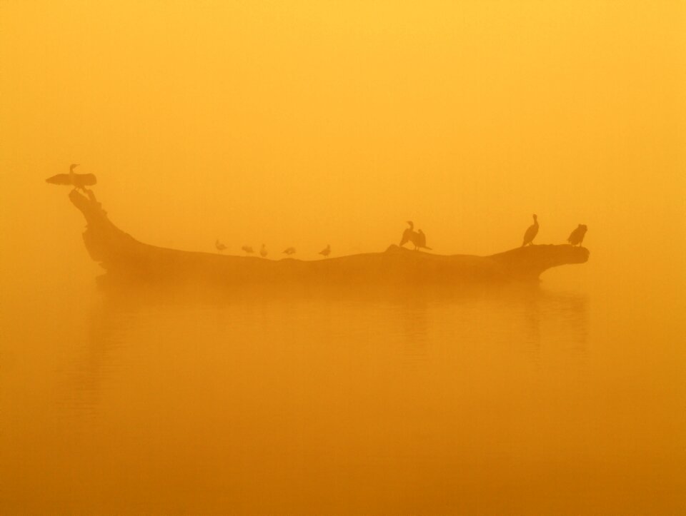 The fog orange climate