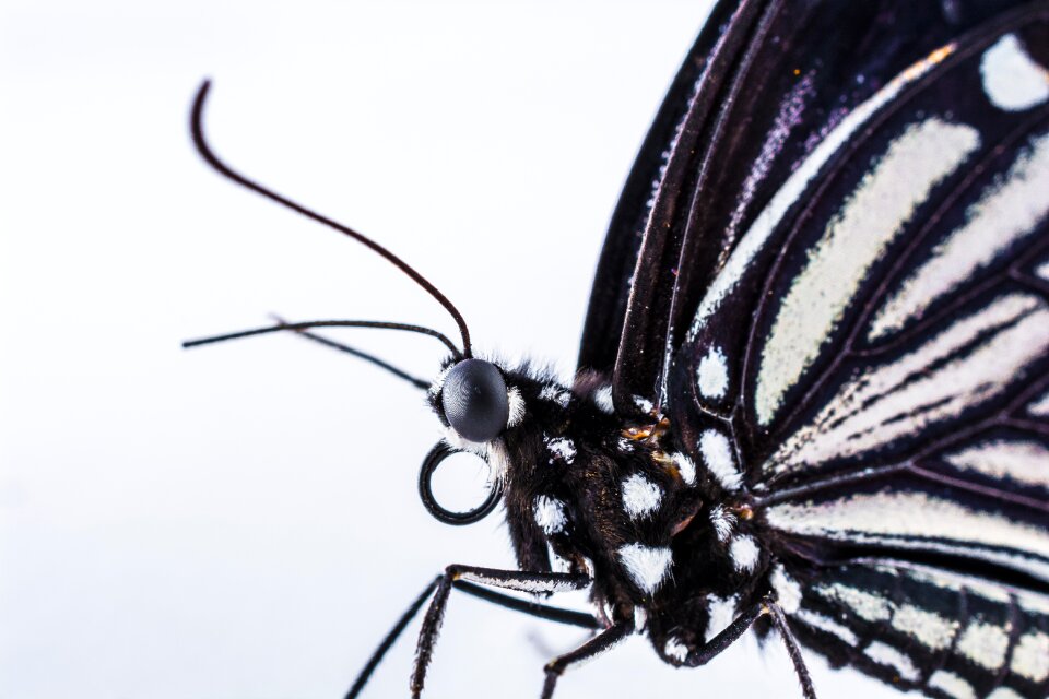 Butterfly insect Free photos