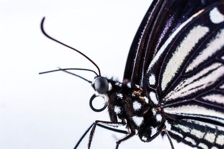 Butterfly insect Free photos