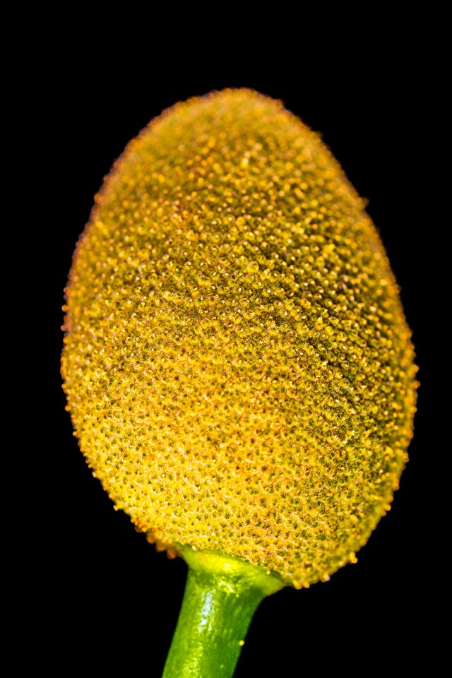Jack fruit tropical close up