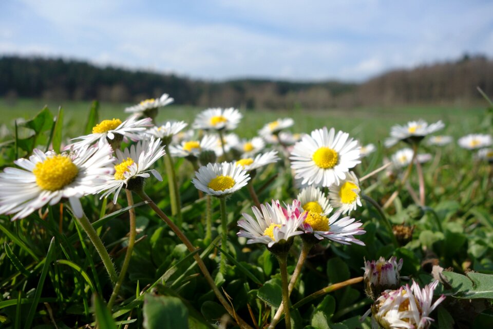 Field panorama spring meadow