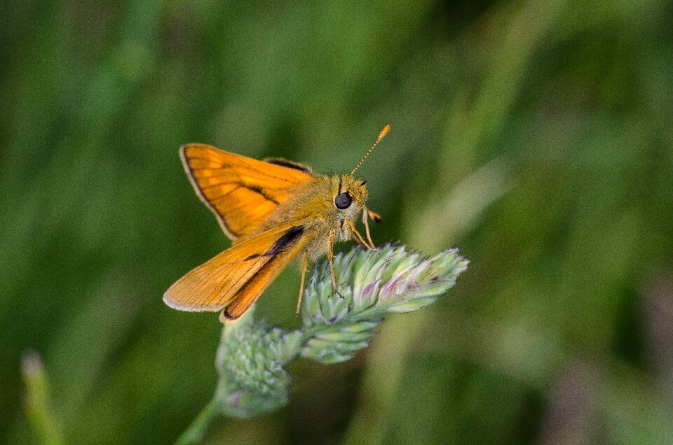 Insect macro bug grass