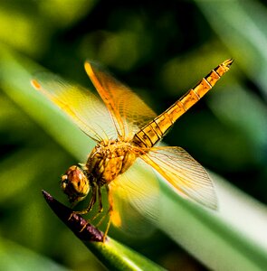 Dragonfly insect close up