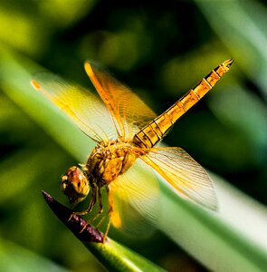 Dragonfly insect close up photo