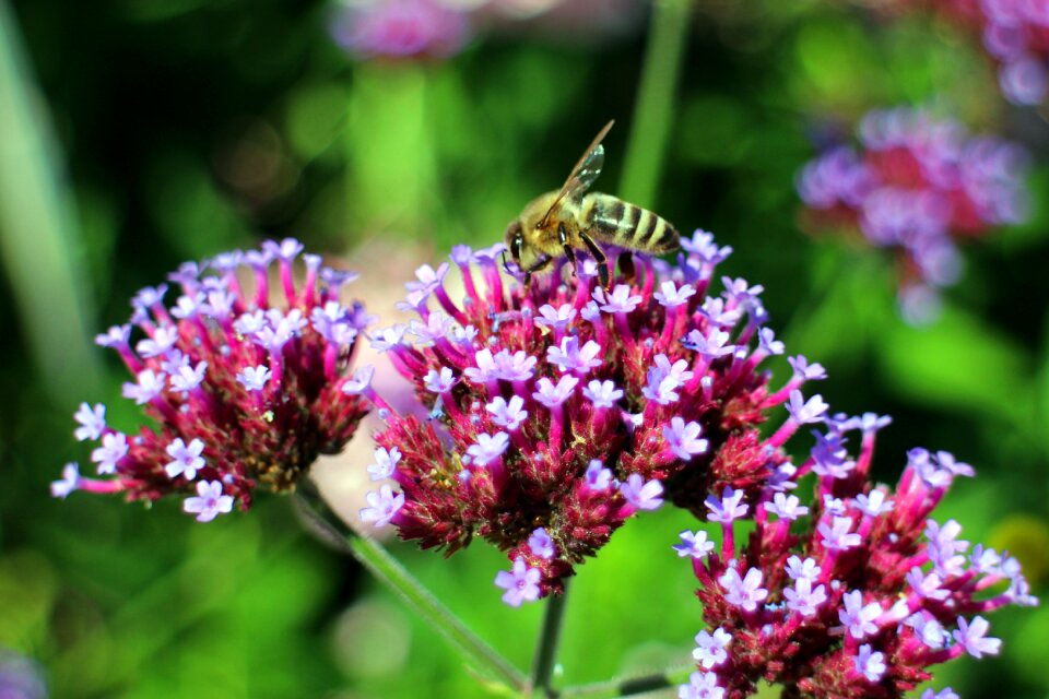 Violet lavender multi pollinated photo