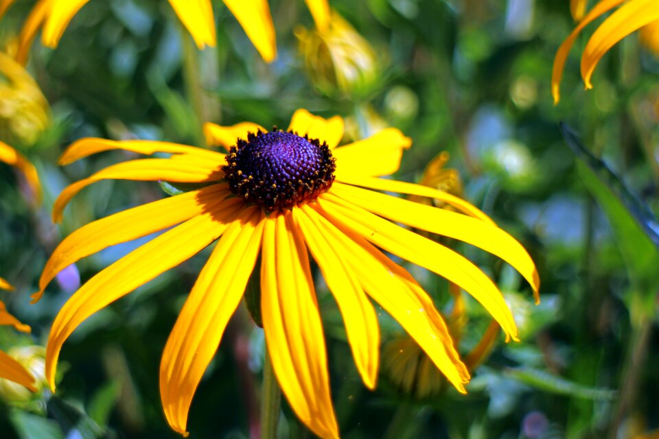 Composites yellow blossom