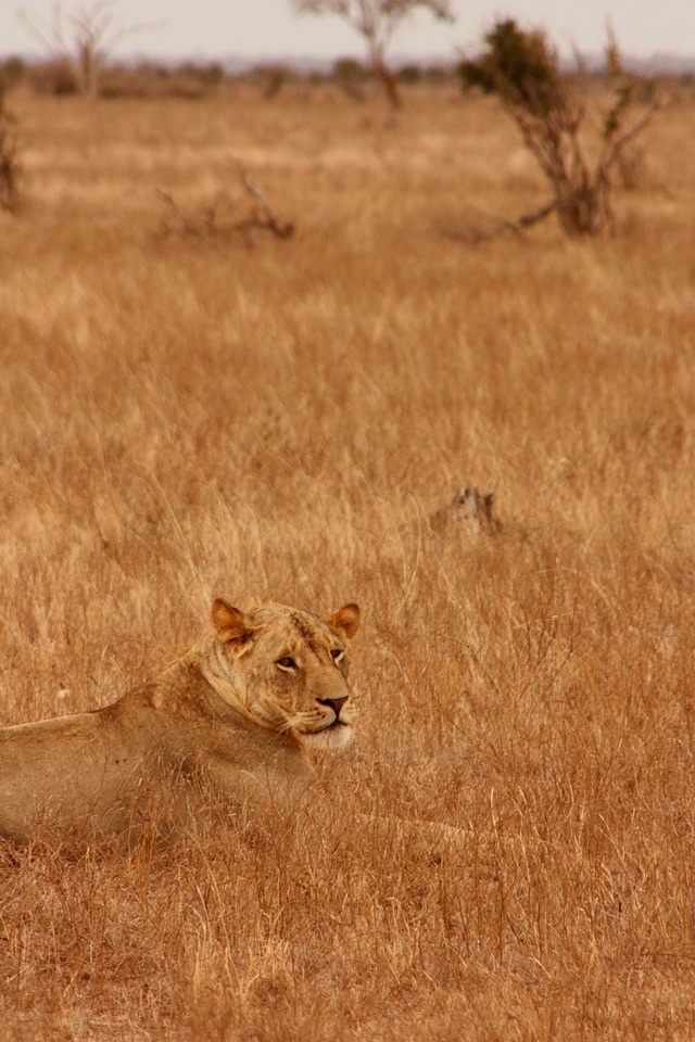 Lion animal family