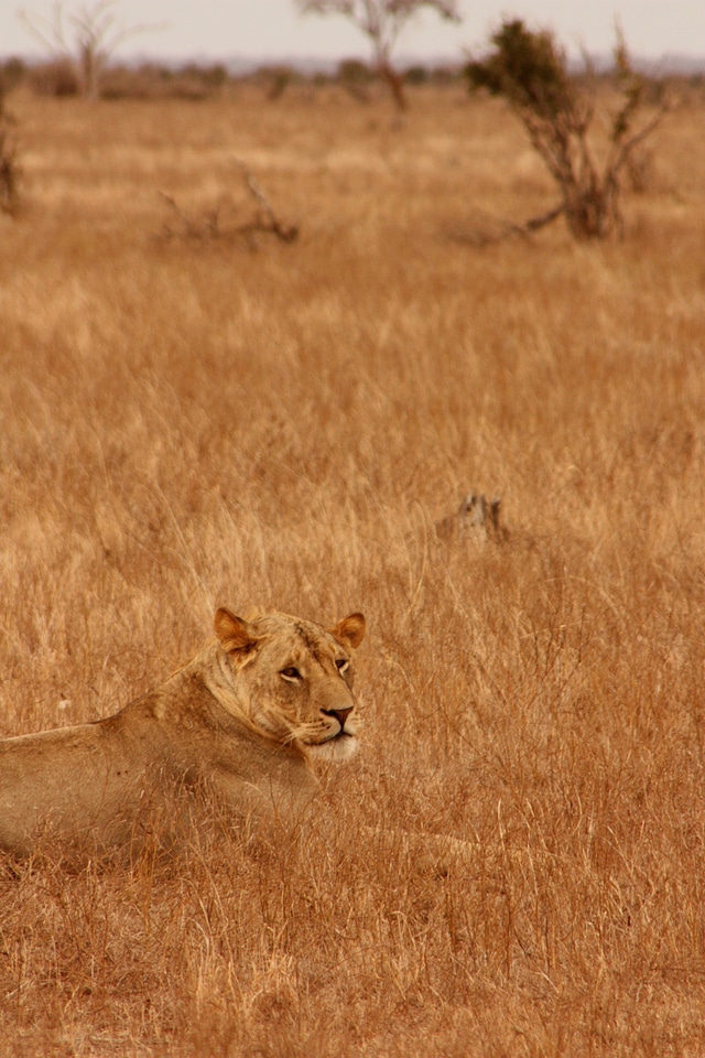 Lion animal family photo