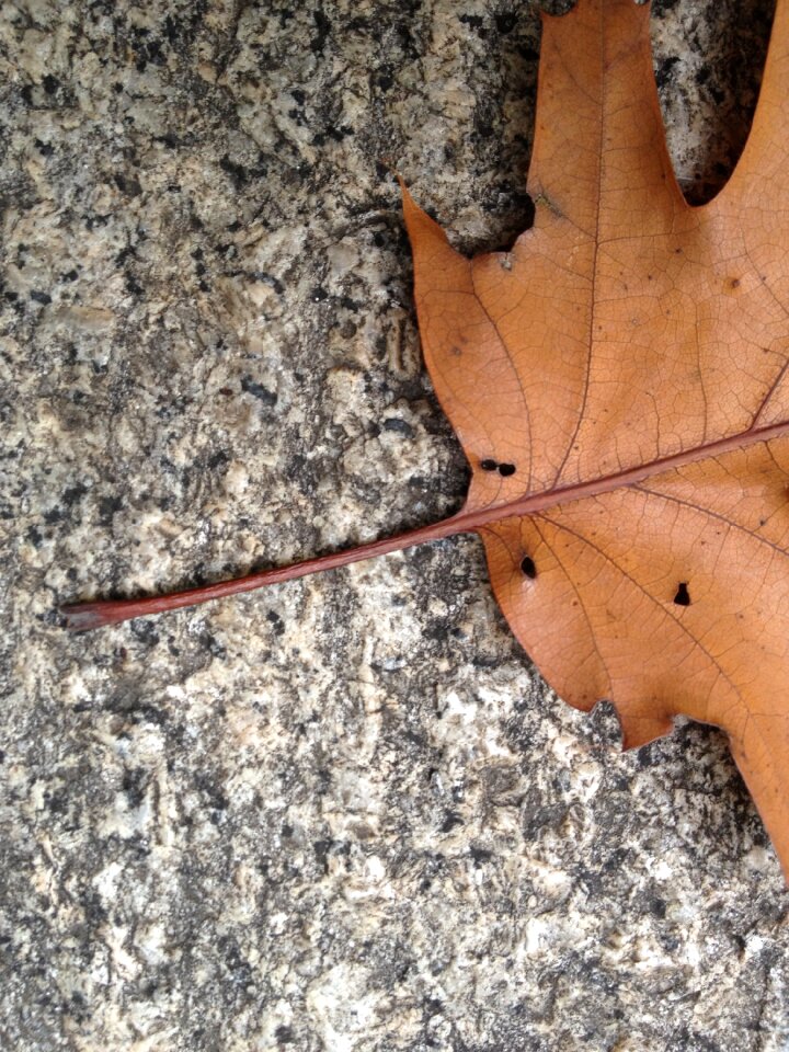 Brown leaves granite