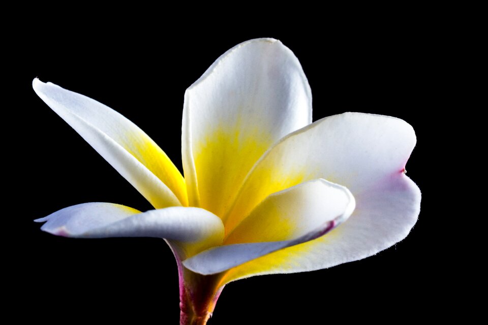 Frangipani plumeria white
