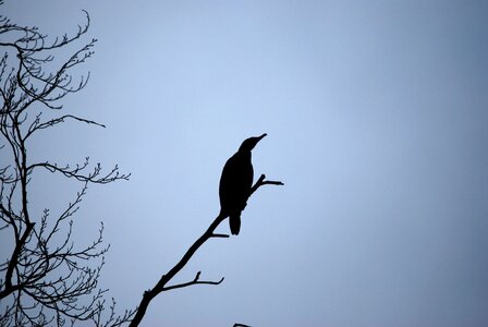 Nature winter great cormorant