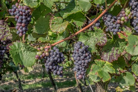 Vines wine wine harvest photo