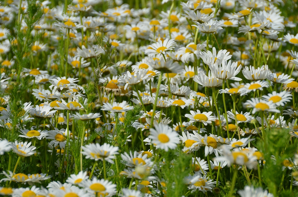 Daisy meadow spring