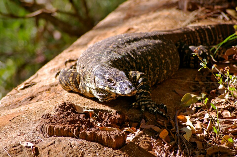 Australia queensland rainforest
