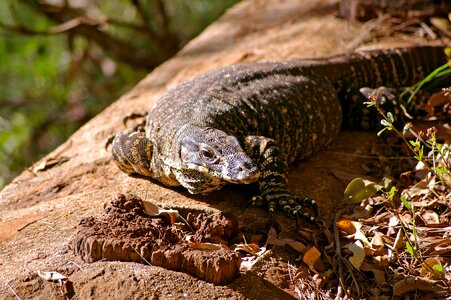 Australia queensland rainforest