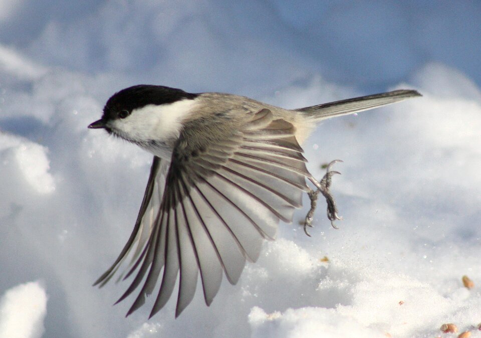 Flight close-up macro