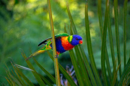 Bird australia queensland photo