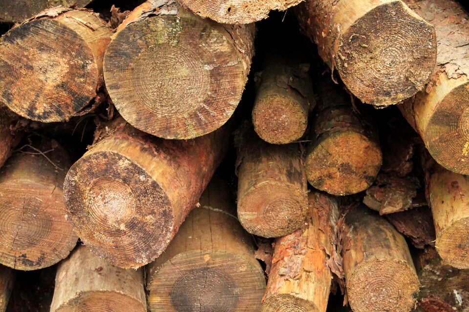 Forestry work sawed off tree trunks