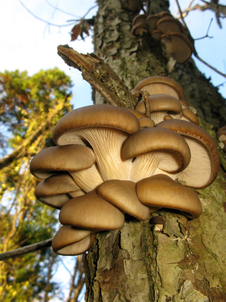 Mushroom fungus growth
