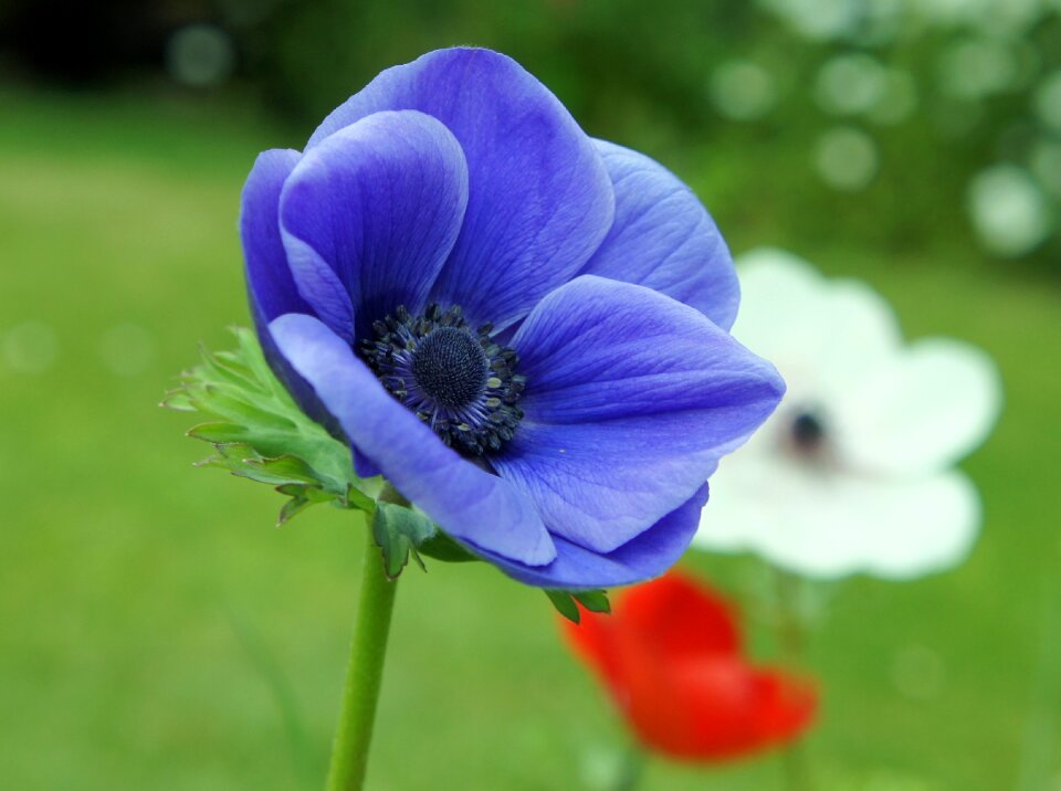 Plant natural blossom