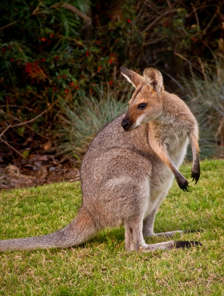 Queensland marsupial wild