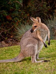 Queensland marsupial wild