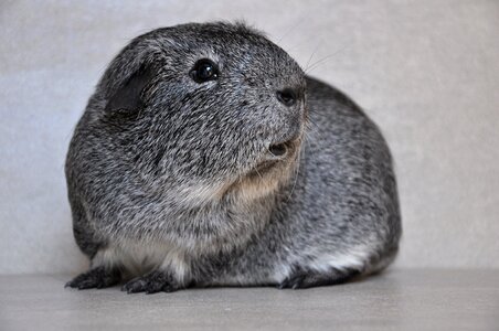 Agouti pet animal