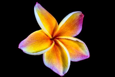 Frangipani plumeria white yellow purple photo