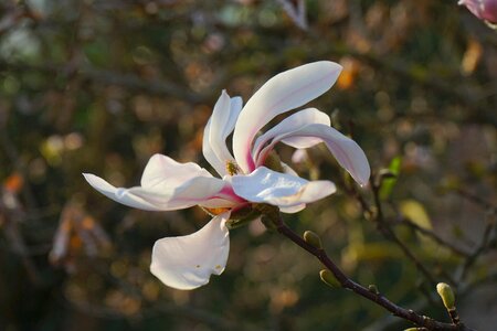 White magnolia sieboldii siebold's magnolia photo