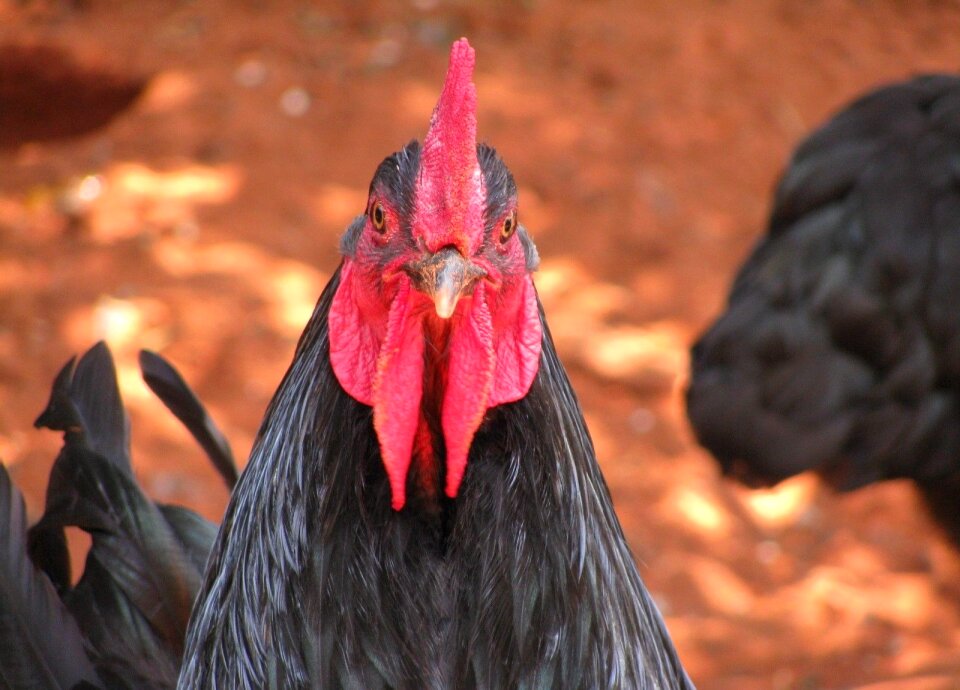 Chicken birds domestic