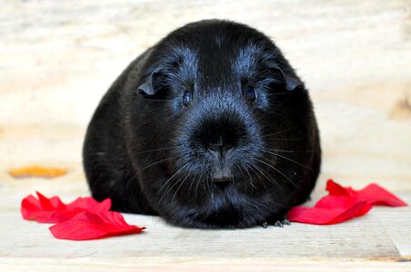 Rodent animal pet