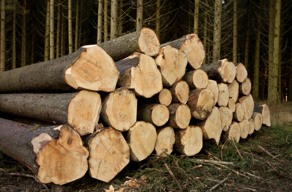 Firewood timber growing stock