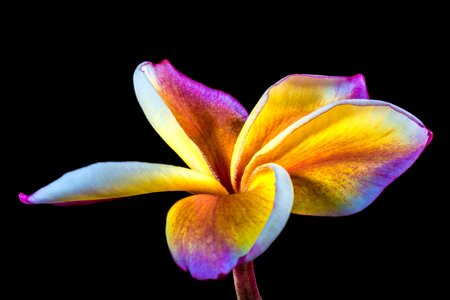 Frangipani plumeria white yellow purple photo