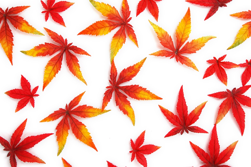 Abstract autumn background
