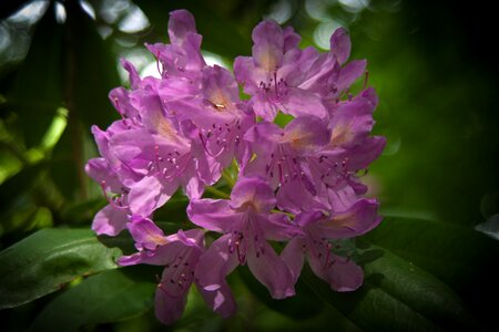 Purple violet blossoms photo