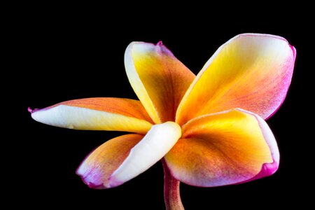 Frangipani plumeria white yellow purple photo