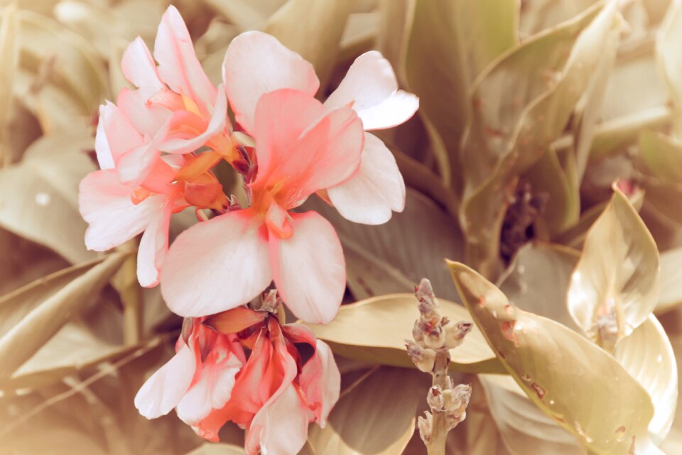 Blossom bloom petals