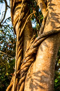 Bark climber plant liane