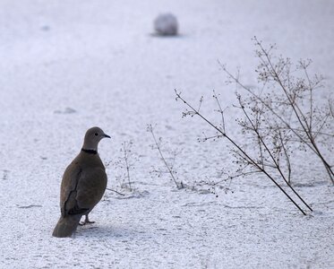 Nature pigeon snow photo