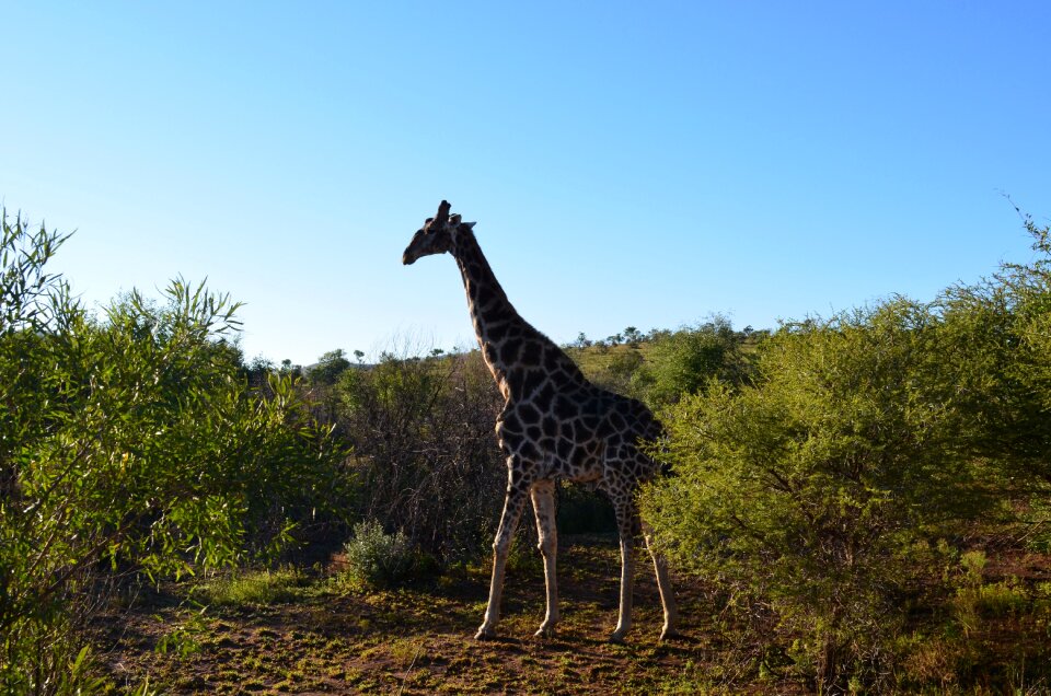 Africa animals safari